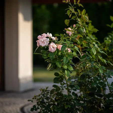 Vila Swiniarsko Z Basenem